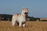 SIBERIAN HUSKY 689